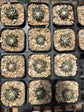 Ariocarpus kotschoubeyanus (random pick)