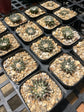 Ariocarpus kotschoubeyanus (random pick)