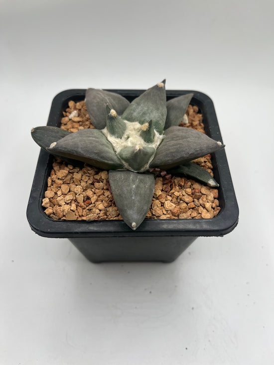 Ariocarpus Retusus