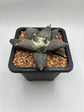 Ariocarpus Retusus