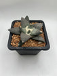 Ariocarpus Retusus
