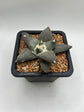 Ariocarpus Retusus