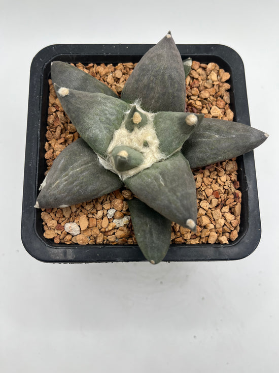 Ariocarpus Retusus