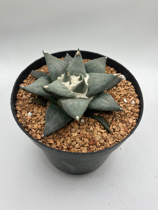 Ariocarpus Retusus