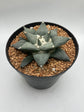 Ariocarpus Retusus
