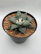 Ariocarpus Retusus