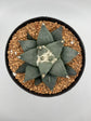 Ariocarpus Retusus