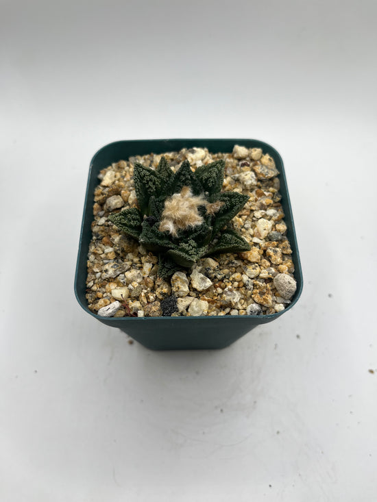 Ariocarpus hintonii
