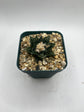 Ariocarpus hintonii