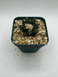 Ariocarpus hintonii