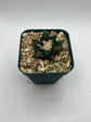 Ariocarpus hintonii