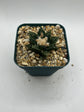 Ariocarpus hintonii