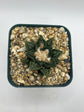 Ariocarpus hintonii