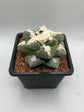 Ariocarpus lloydii