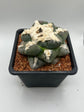 Ariocarpus lloydii