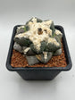 Ariocarpus lloydii