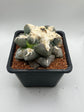 Ariocarpus lloydii