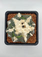 Ariocarpus lloydii