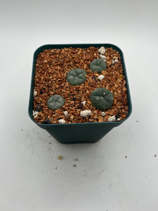 Button cactus (4 pack)