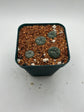 Button cactus (4 pack)
