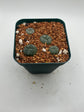 Button cactus (4 pack)