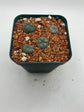 Button cactus (4 pack)