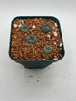 Button cactus (4 pack)