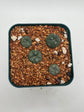 Button cactus (4 pack)