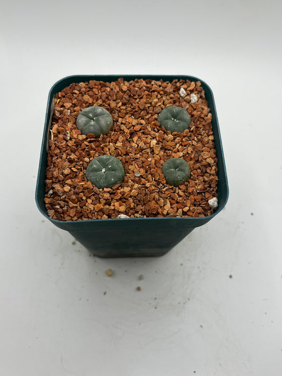 Button cactus (4 pack)
