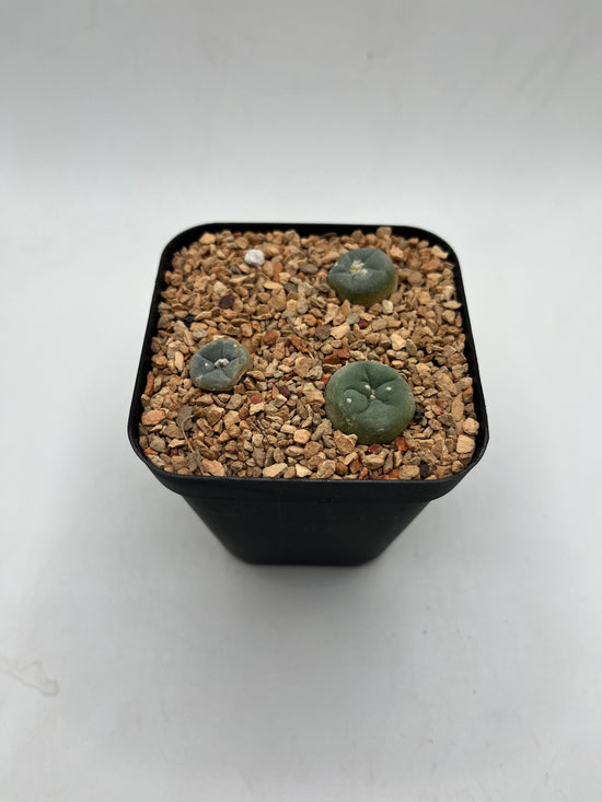 L. alberto-vojtechii (3 pack)