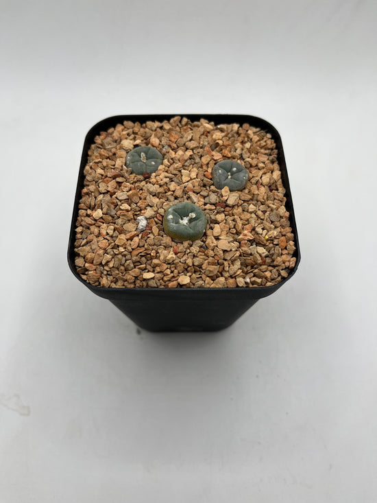 L. alberto-vojtechii (3 pack)