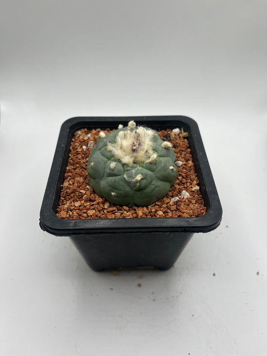 Fricii Button Cactus