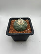 Fricii Button Cactus