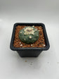 Fricii Button Cactus