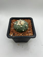 Fricii Button Cactus
