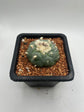 Fricii Button Cactus