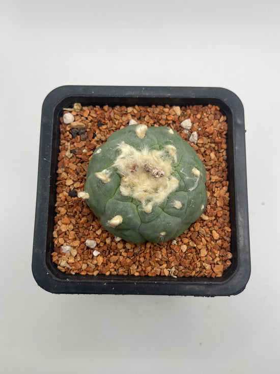 Fricii Button Cactus