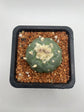 Fricii Button Cactus