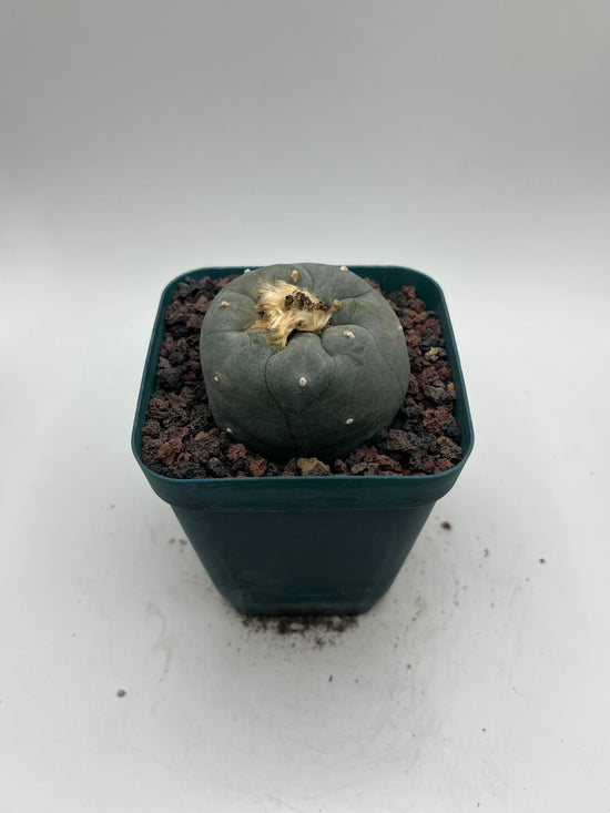 Button Cactus