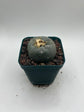 Button Cactus