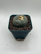 Button Cactus