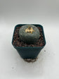 Button Cactus