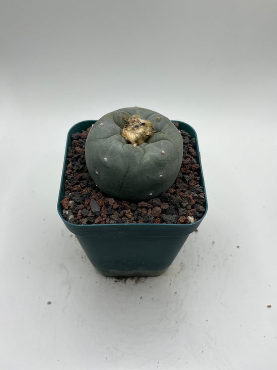 Button Cactus