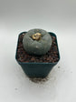Button Cactus