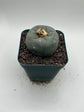 Button Cactus