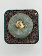 Button Cactus