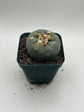 Button Cactus