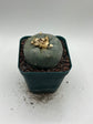 Button Cactus