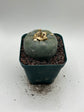 Button Cactus