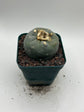 Button Cactus